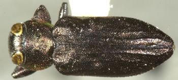 Media type: image;   Entomology 7140 Aspect: habitus dorsal view